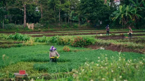 Embrapa firma parceria com chineses para IA na agricultura familiar