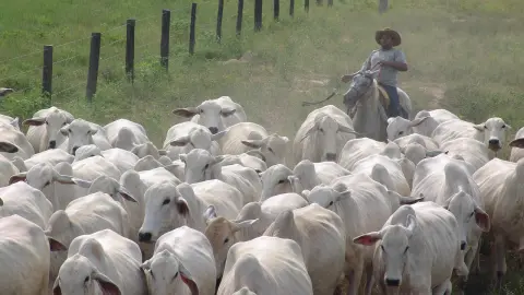 Exportações e oferta menor sustentam alta da pecuária em setembro