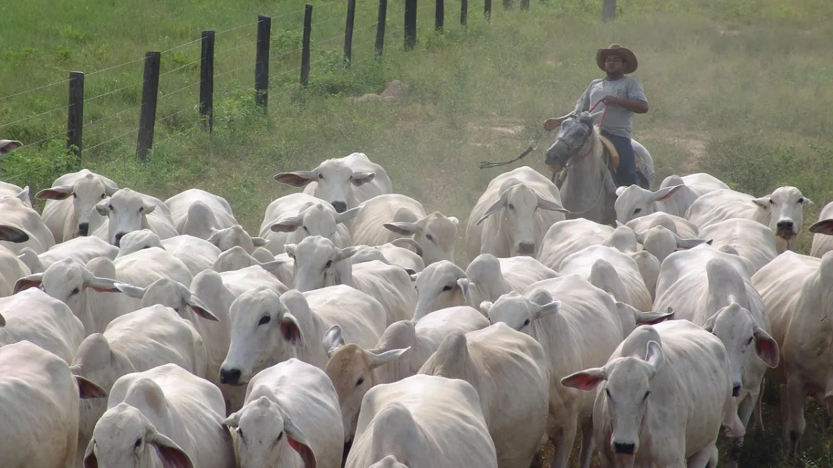 Exportações e oferta menor sustentam alta da pecuária em setembro