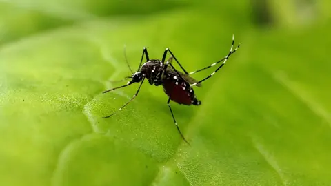 Goiânia registra 33 mil casos de dengue e 750 de chikungunya