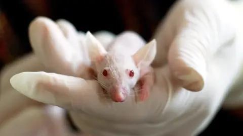 Niclosamida reduz lesões de endometriose em camundongos