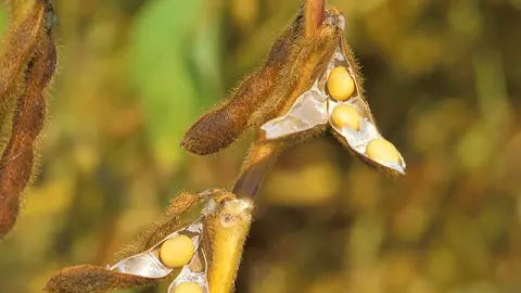 SLC Agrícola amplia área em 2,2% e recua milho na safra 2026/27