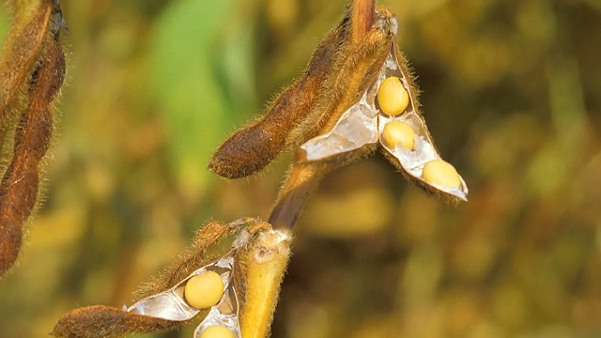 SLC Agrícola amplia área em 2,2% e recua milho na safra 2026/27